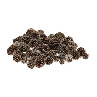 HBXD Hobby Casuarina Pods 40g