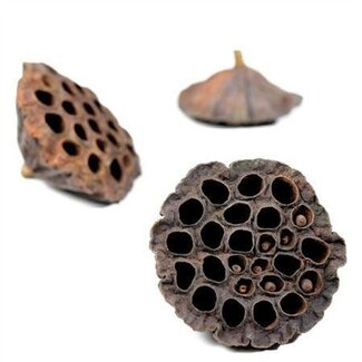 HBXD Lotus 8/10cm 50 Pcs
