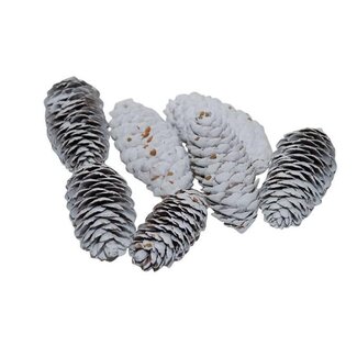 HBXD Pinecone Spruce 150g L6