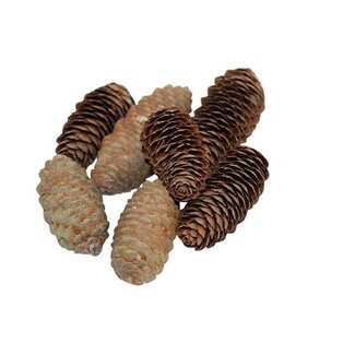 HBXD Pinecone Spruce 150g L6
