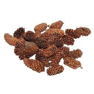 HBXD Pinecone Mini Spruce 180g L4