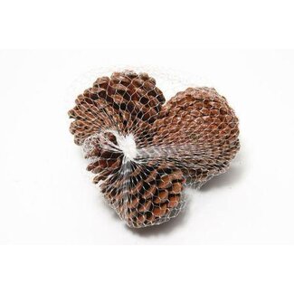 HBXD Pinecone Maritima L10/12 3 Pcs