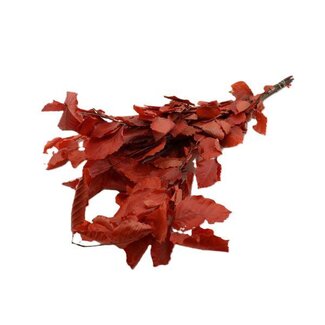 HBXD Bunch Fagus Pres. 150g L80