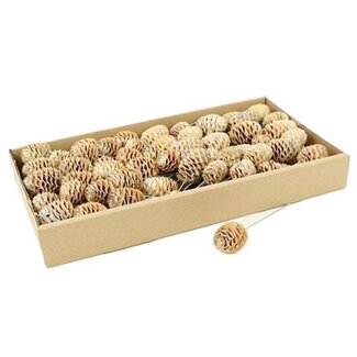 HBXD Stem Sabulosum 80 Pcs