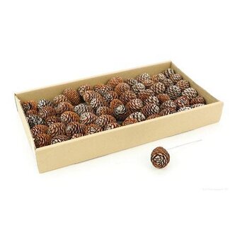 HBXD Stem Muirii 60 Pcs