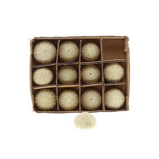 HBXD Shell Urchin D5/7 12pcs
