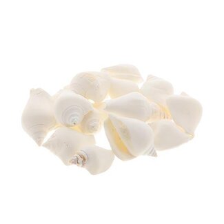 HBXD Shell Canarium 1kg