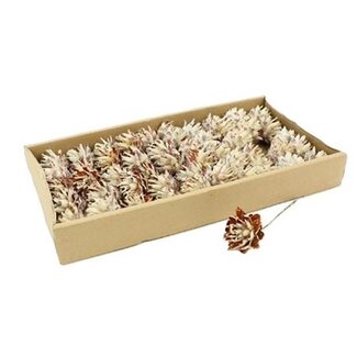 HBXD Stem Plumosum 40 Pcs
