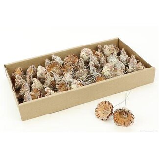 HBXD Stem Prot.comp.ros Mini