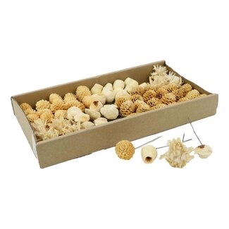 HBXD Stem Leuca Ass 80 Pcs