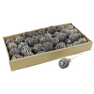 HBXD Stem Platyspernum 40 Pcs