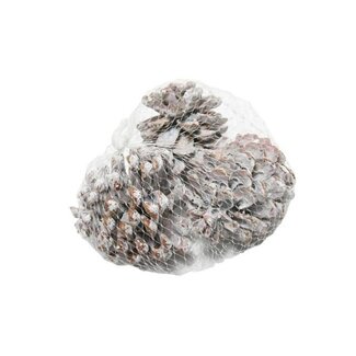 HBXD Pinecone Pinea L9/12 3 Pcs