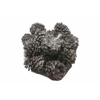 HBXD Pinecone Pinea L9/12 15 Pcs