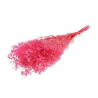 HBXD Bunch Gypsophila Pres. 240gr L70