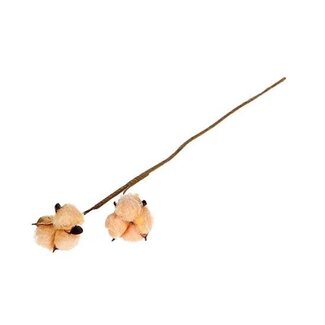 HBXD Stem Cotton 2 Heads L50