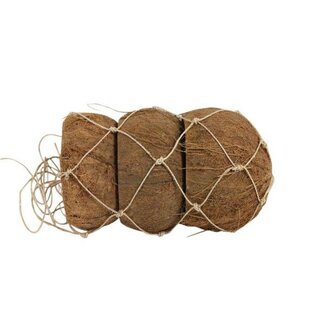 HBXD Coconut Peeled 3 Pcs D12