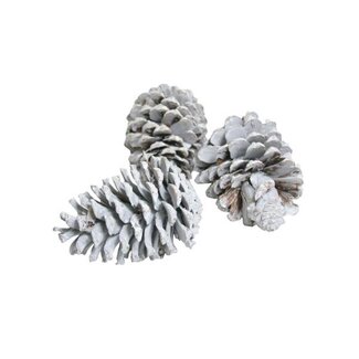 HBXD Pinecone Maritima L10/12 100 Pcs