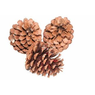 HBXD Pinecone Maritima L10/12 100pcs