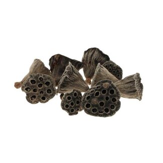 HBXD Hobby Lotus Mini 10pc