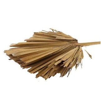 HBXD Stem Palm King Spear L110W45