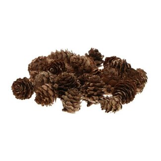 HBXD Hobby Pinecone Baby 40g L2