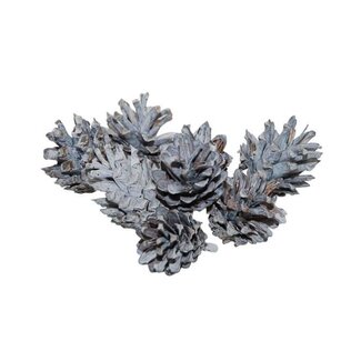 HBXD Pinecone Silvester 200g