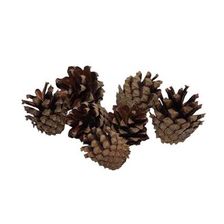 HBXD Pinecone Silvester 200g
