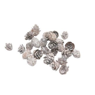 HBXD Pinecone Baby 150g L2