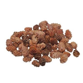 HBXD Pinecone Baby 150g L2