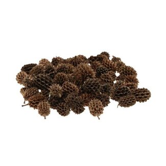 HBXD Hobby Casuarina Pods 40g