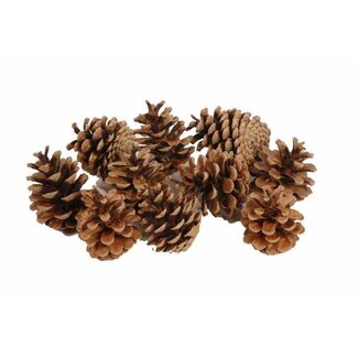 HBXD Pinecone Oostenrijker 10kg