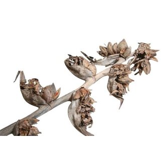 HBXD Decorative Branch “Sororoca” | 5 heads per branch | Colour: Brown | Dried decoration | Length 175 centimetres  | Per branch