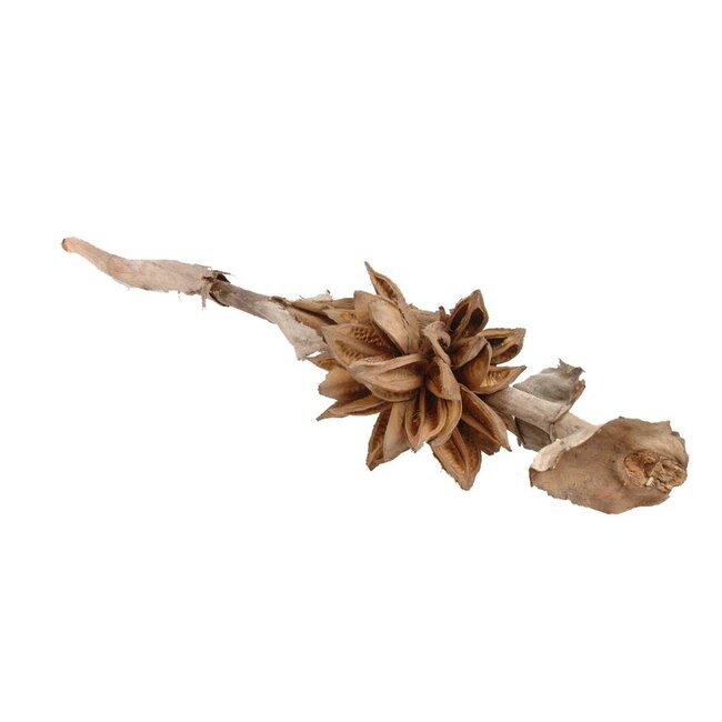 Decoratieve Tak “Sororoca" | 3 - 4 koppen per tak | Kleur: Bruin | Droogdecoratie | Lengte 120 centimeter | Per tak