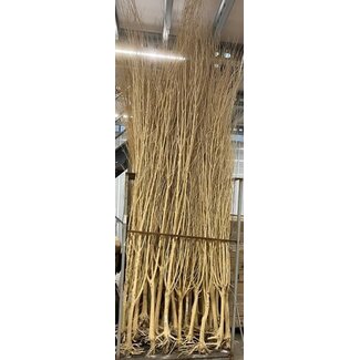 HBXD Branche décorative « Manzanita Wild » | Couleur : Marron clair | Décoration de fleurs séchées | Longueur 270 centimètres | Longueur  270 centimètres | À la branche