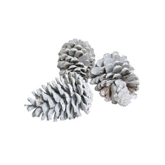 HBXD Pine cone “Maritima” | Colour: Natural White | Christmas decoration | Length 10 - 12 centimetres | Per 100 pine cones