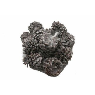 HBXD Dennenappel “Pinea” | Kleur: Naturel Wit | Kerstdecoratie | Lengte 9 - 12 centimeter | Per 100 dennenappels