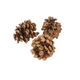 HBXD Dennenappel “Pinea” | Kleur: Bruin | Kerstdecoratie | Lengte 9 -12 centimeter | Per 100 dennenappels