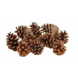 HBXD Dennenappel “Oostenrijker” | Kleur: Bruin | Kerstdecoratie | Gewicht 10 kilo | Per zak