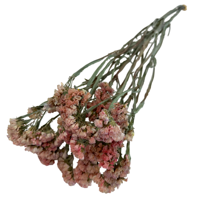 Statice Sinuata | Salmon Dark | 75 gr | 70 cm