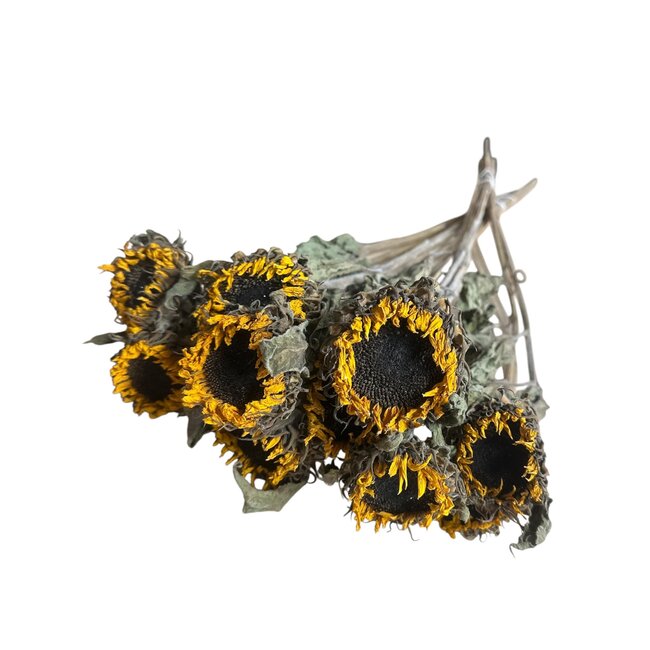 Helianthus | Yellow Natural | 70 cm | Per 10 stems