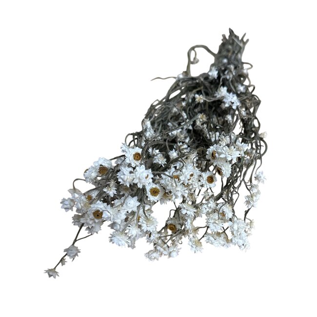 Ammobium | White Natural | 55 cm
