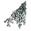 Gomphrena | White Natural | 100 gr | 70 cm
