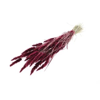 QC Gedroogd Polypogon Monspeliensis | Kleur: Bordeauxrood | Baardgras Droogbloemen | Lengte ± 50 centimeter | Per bos