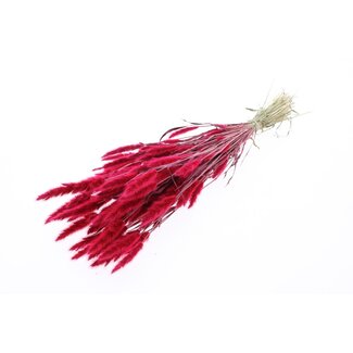 QC Gedroogd Polypogon Monspeliensis | Kleur: Cerise | Baardgras Droogbloemen | Lengte ± 50 centimeter | Per bos