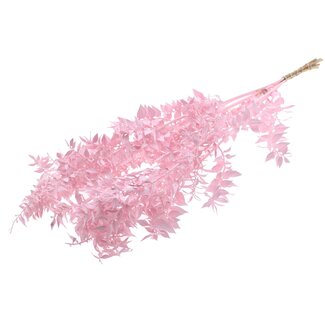QC Gedroogde Ruscus | Kleur: Lichtroze | Muizendoorn Droogbloemen | Lengte ± 70 centimeter | Per 10 takken
