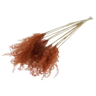 QC Gedroogde Prachtriet Pluimen | Kleur: Bruin | Miscanthus Droogbloemen | Lengte ± 70 centimeter | 10 pluimen per bos | Per bos