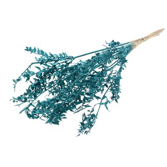 QC Gedroogde Ruscus | Kleur: Turquoise | Muizendoorn Droogbloemen | Lengte ± 70 centimeter | Per 10 takken
