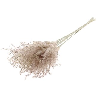 QC Dried Miscanthus Plumes | Colour: Natural | Miscanthus Dried Flowers | Length ± 70 centimetres | 10 plumes per bunch | Per bunch