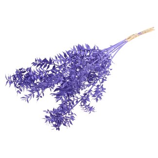 QC Gedroogde Ruscus | Kleur: Paars | Muizendoorn Droogbloemen | Lengte ± 70 centimeter | Per 10 takken