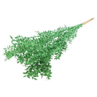 QC Gedroogde Ruscus | Kleur: Groen | Muizendoorn Droogbloemen | Lengte ± 70 centimeter | Per 10 takken